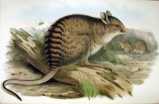 La carte Lièvre-wallaby rayé