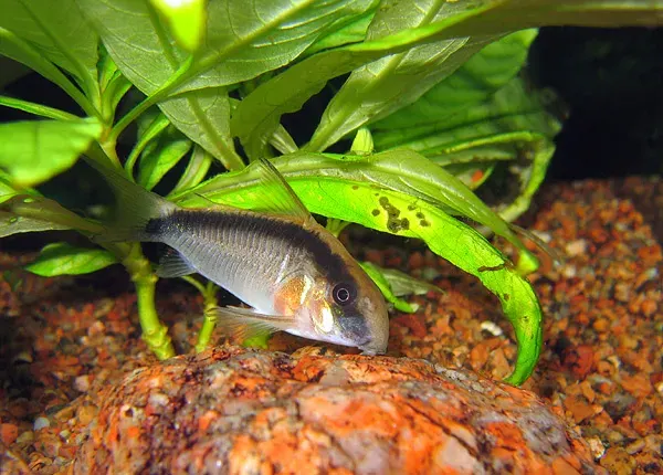 La carte Corydoras arcuatus