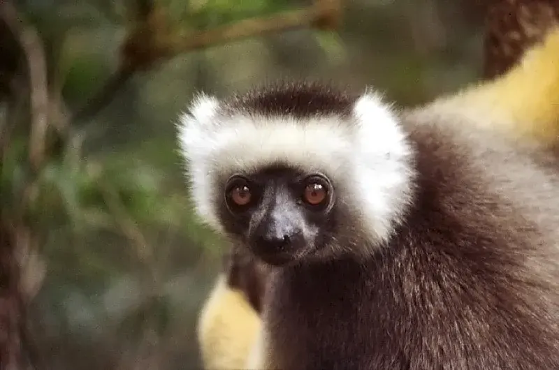 The Sifaka card