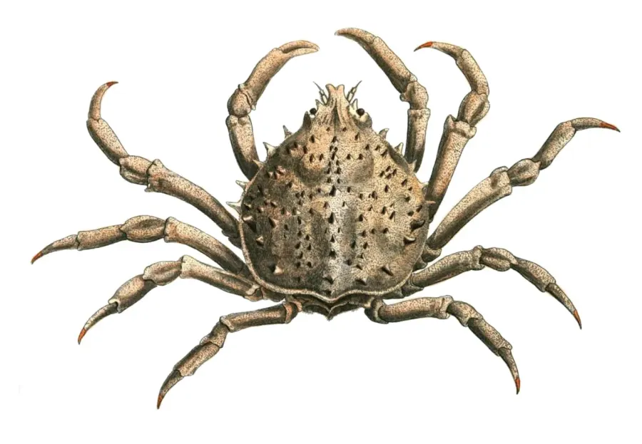 La carte Epialtidae