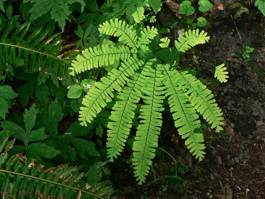 The Adiantum card