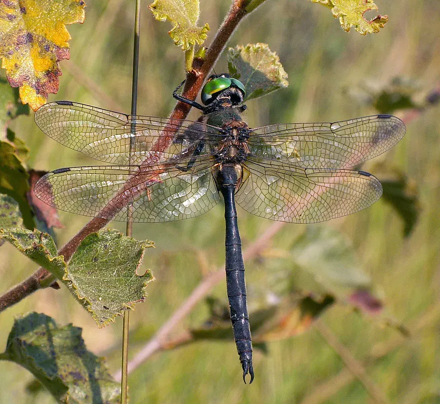 The Northern emerald card