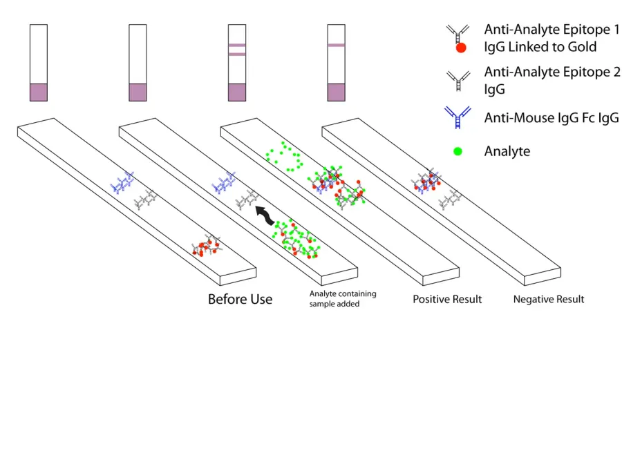 The Malaria antigen detection tests card