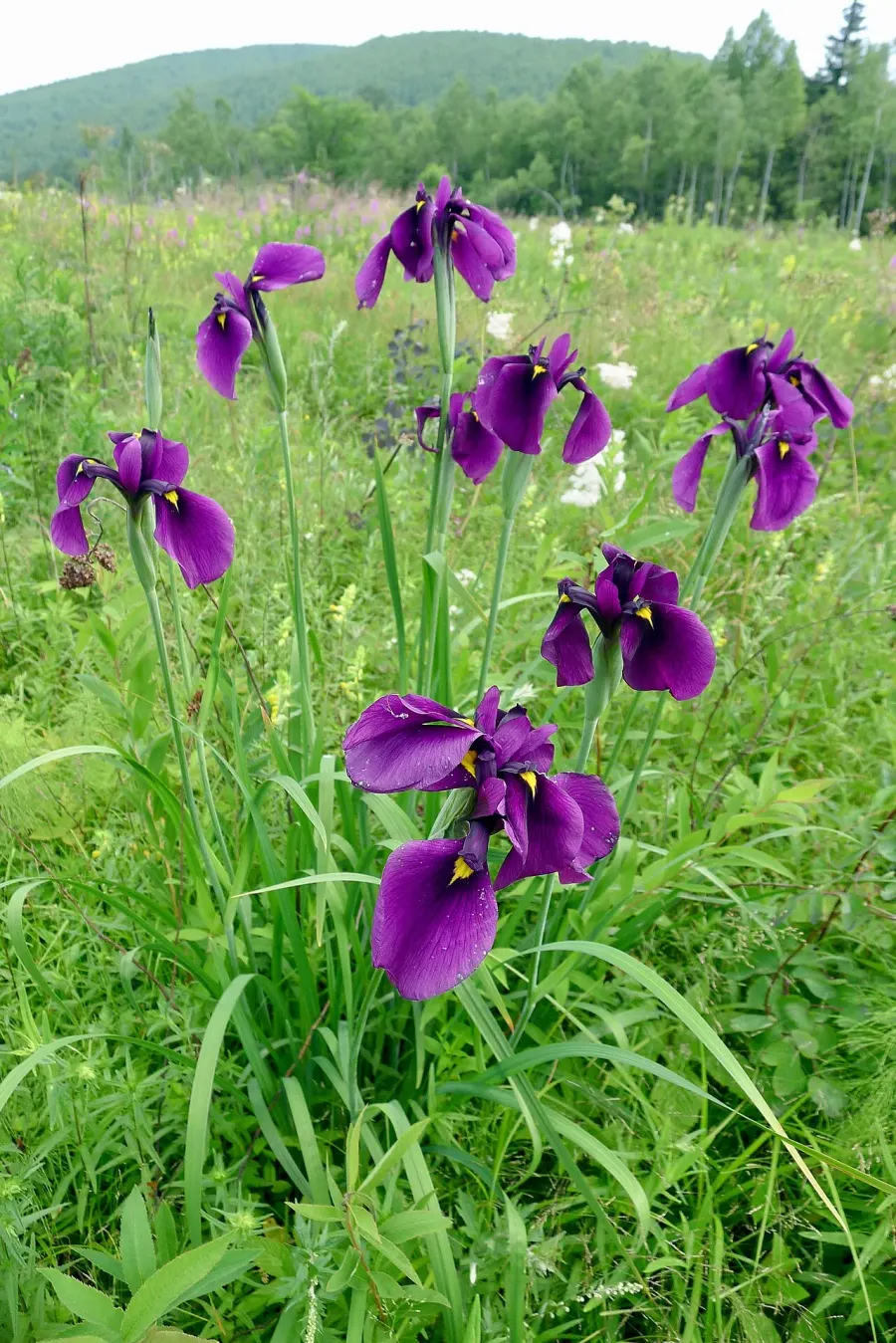 The Iris ensata card