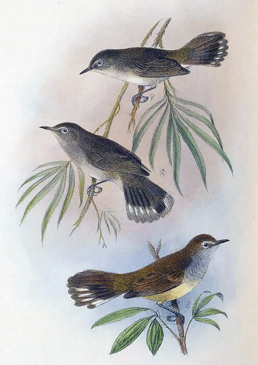 The Lord Howe gerygone card