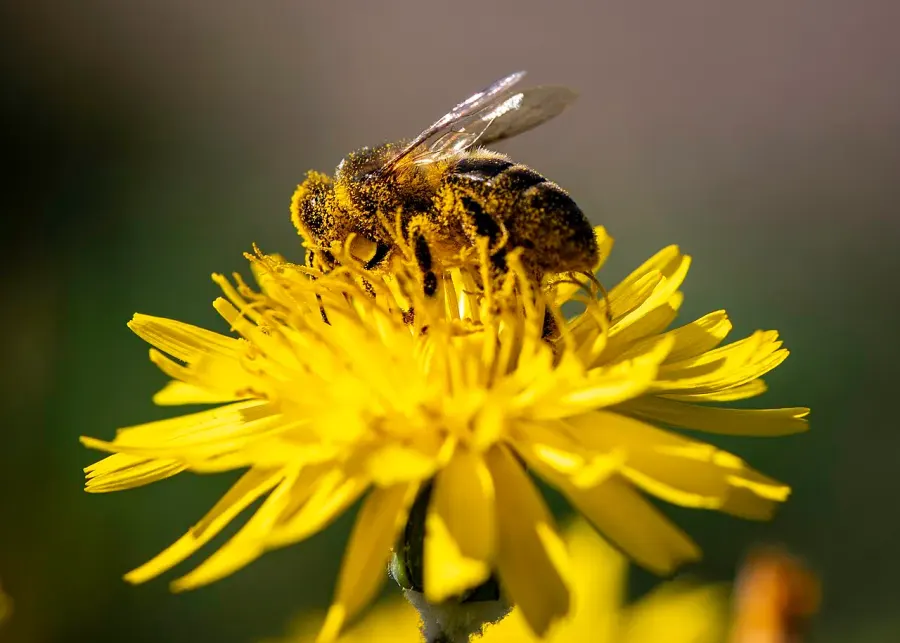 The Maltese honey bee card