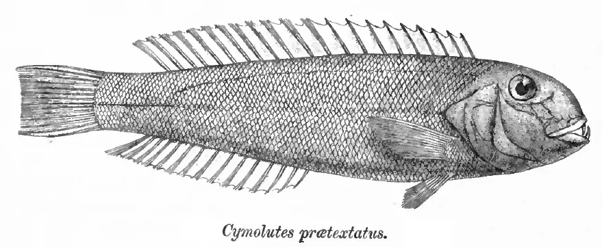 La carte Cymolutes