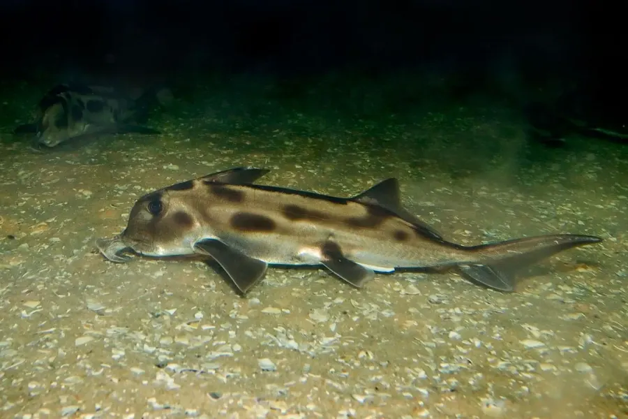 La carte Callorhinchus