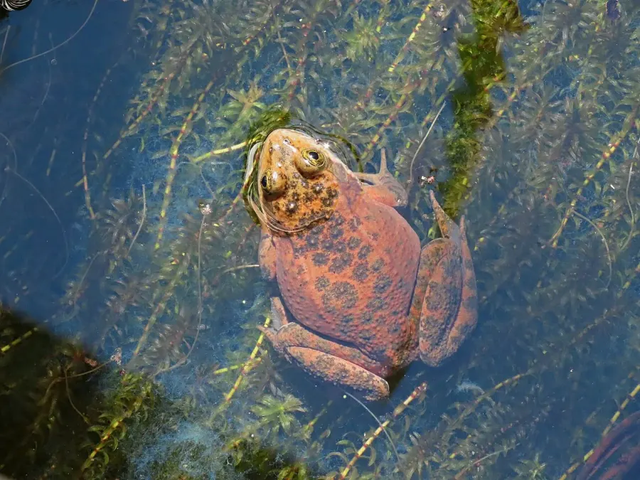 The Oregon spotted frog card