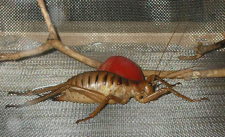La carte Anostostomatidae
