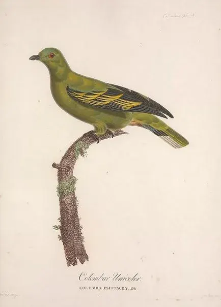 The Timor green pigeon card
