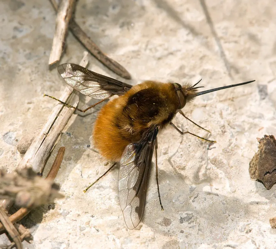 La carte Bombyliidae
