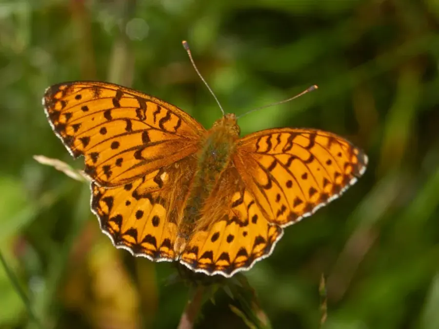 The Dark green fritillary card