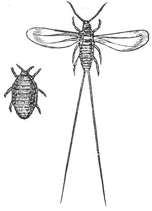 The Dactylopius card