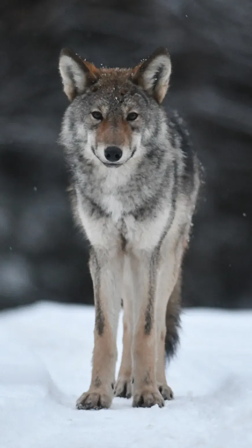 La carte Loup de l'Est