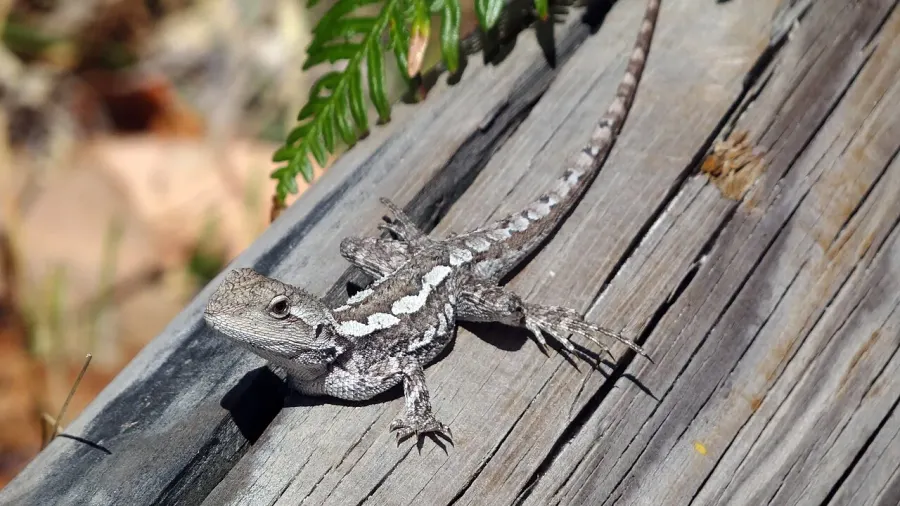 La carte Ctenophorus