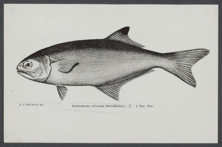 La carte Leptobrama muelleri
