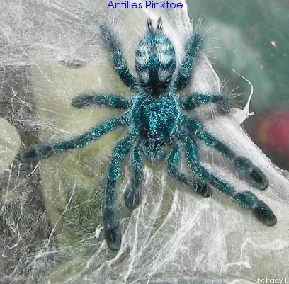 The Antilles pinktoe tarantula card