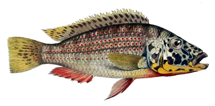 La carte Ctenochromis