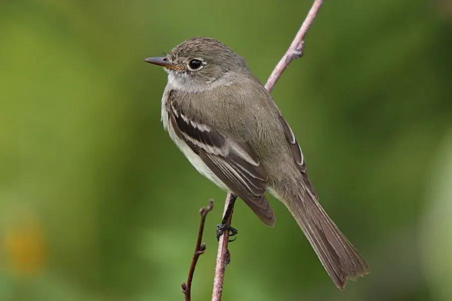 The Alder flycatcher card