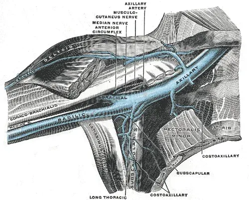 The Axillary vein card