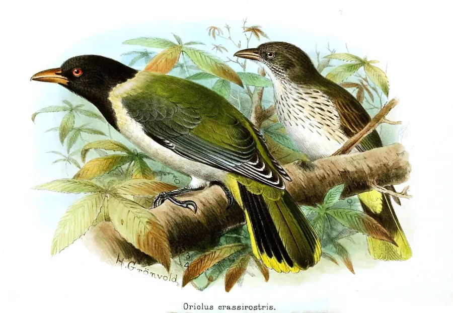 The São Tomé oriole card