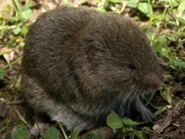 La carte Microtus