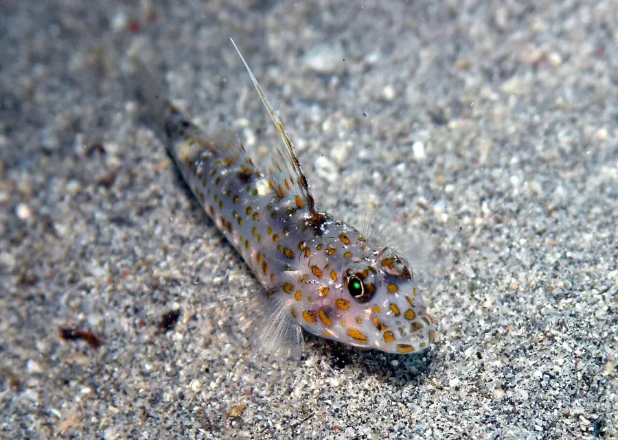 La carte Ctenogobiops