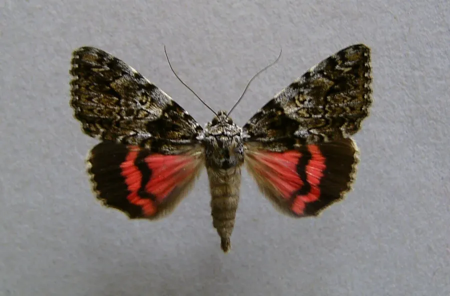 The Catocala promissa card