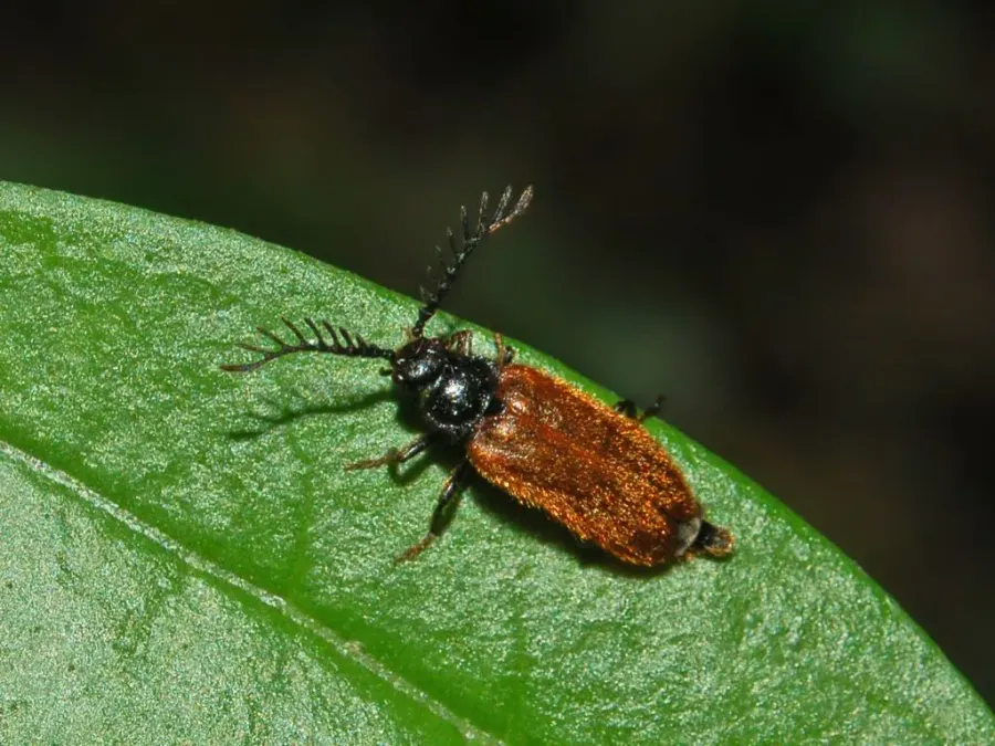 The Drilidae card