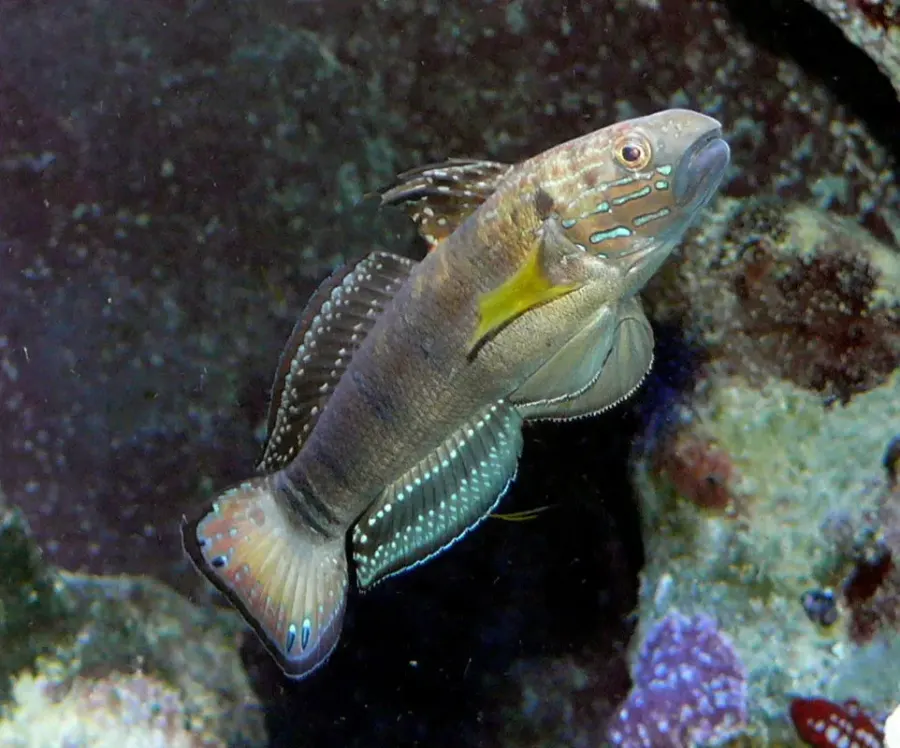 La carte Amblygobius