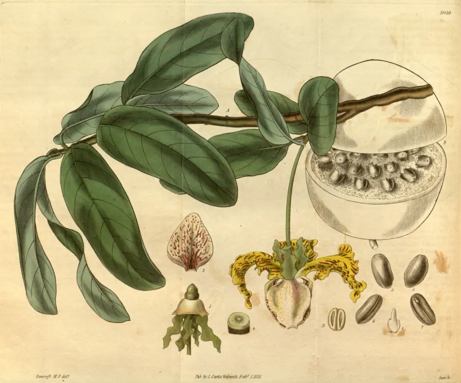 La carte Monodora myristica