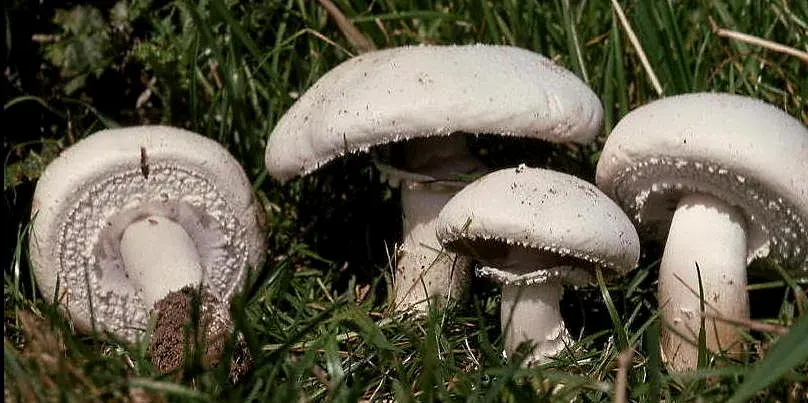 La carte Agaric des jachères
