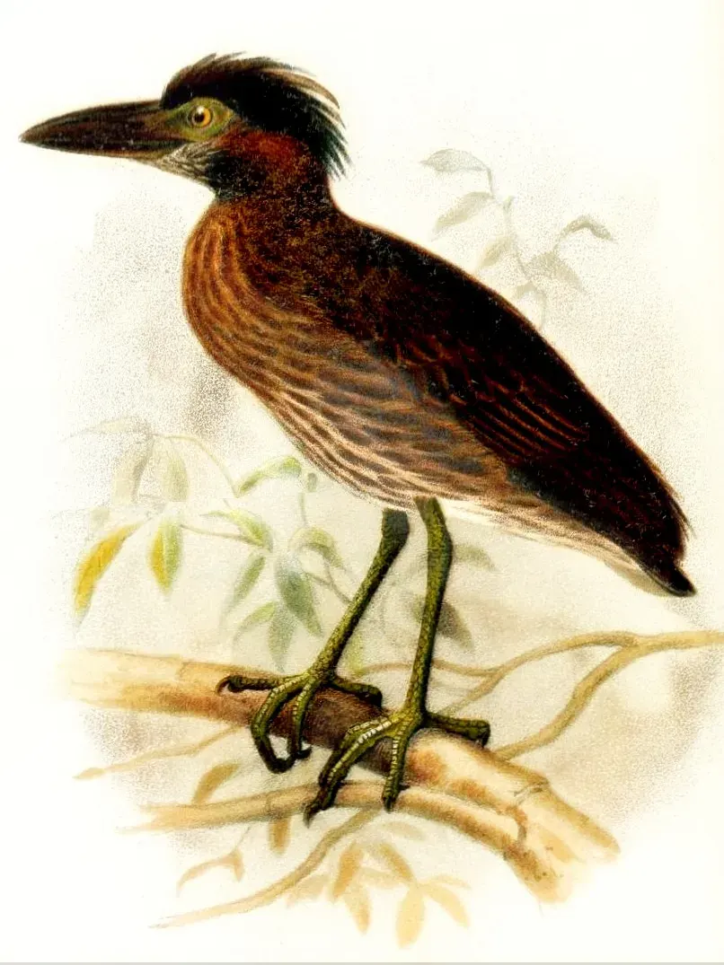 The Bermuda night heron card