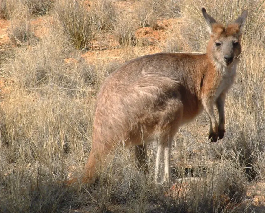 La carte Wallaroo