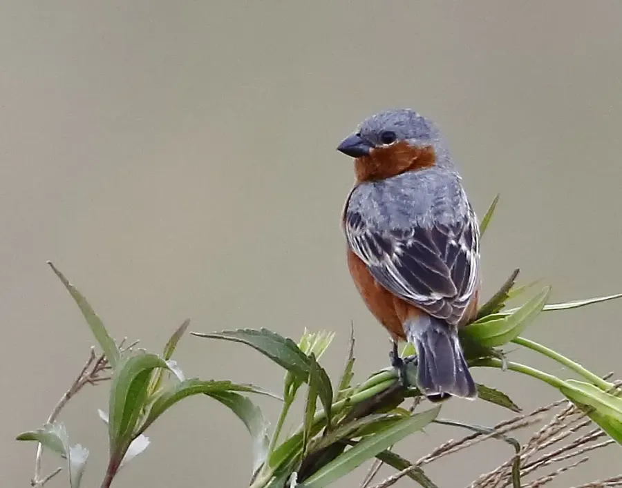 The Rufous-rumped seedeater card