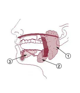 The Parotid gland card