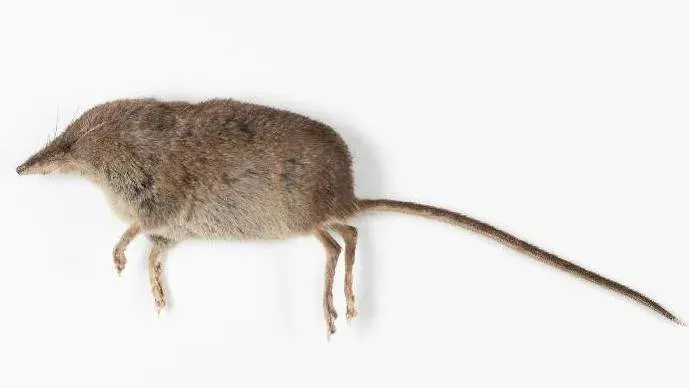 The Pacific shrew card