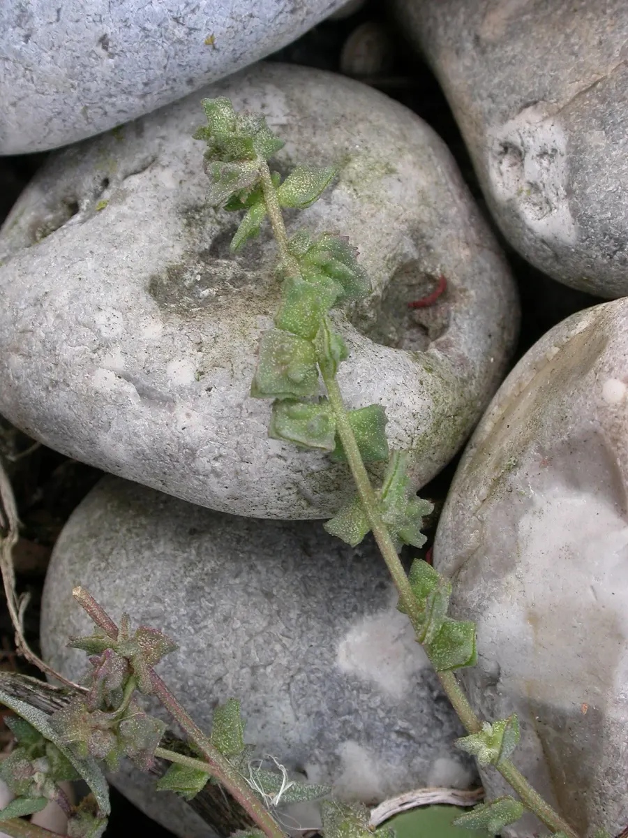 The Atriplex glabriuscula card