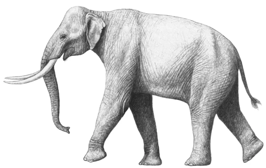 La carte Palaeoloxodon recki