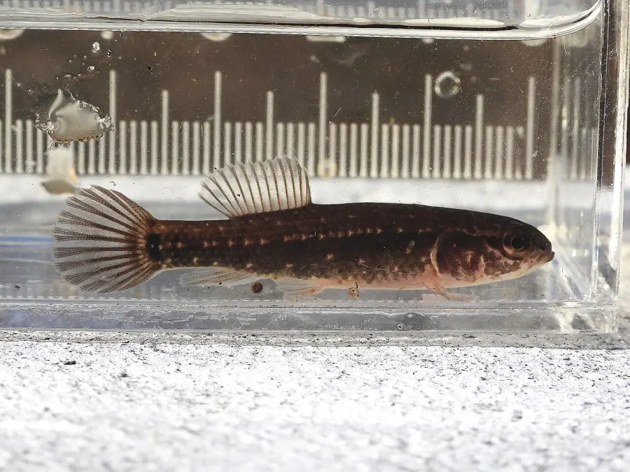 The Eastern mudminnow card