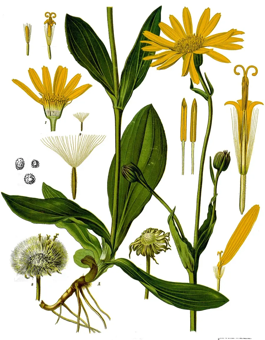 La carte Arnica