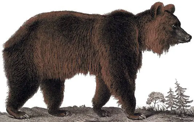 La carte Ours de l'Atlas