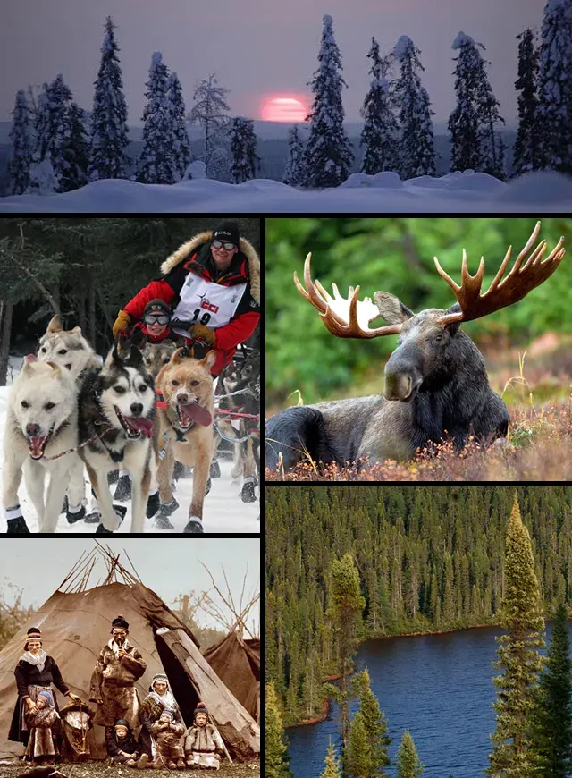 The Taiga card