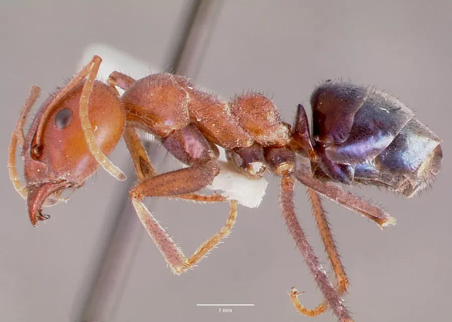 La carte Iridomyrmex purpureus