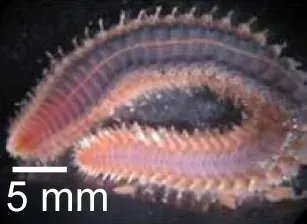 La carte Amphinomidae