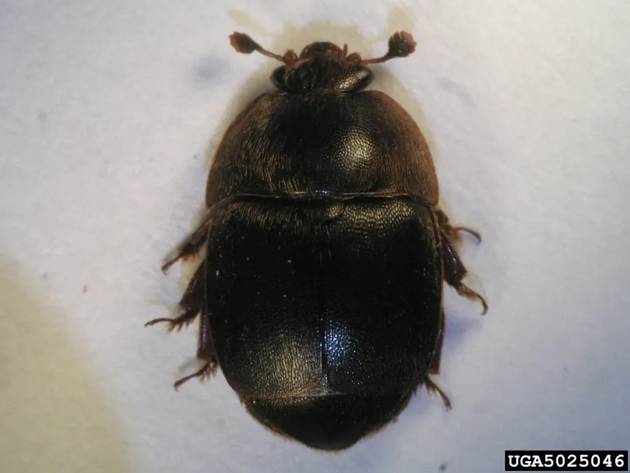 The Small hive beetle card