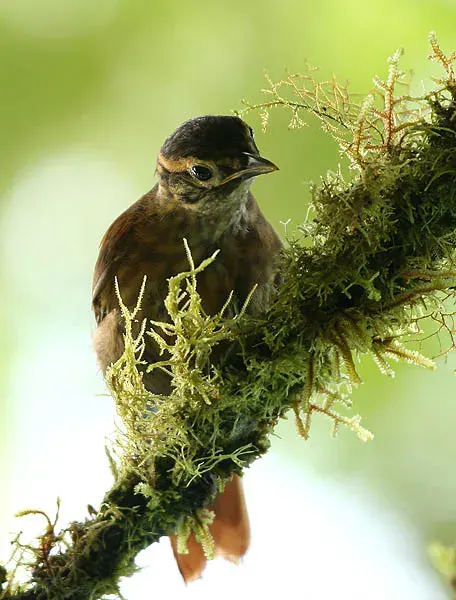 The Scaly-throated foliage-gleaner card