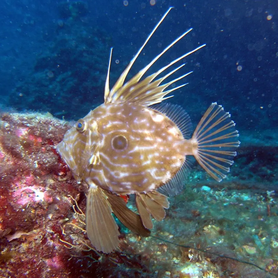 The John Dory card