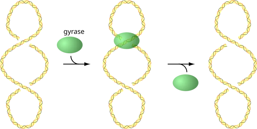 The DNA gyrase card